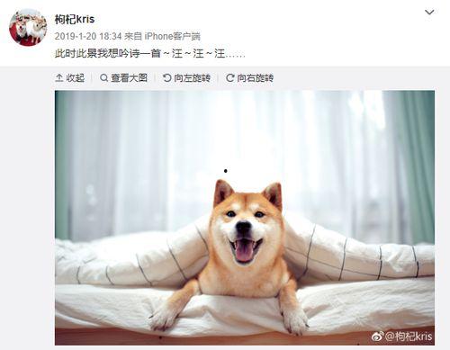 张恒爆料狗狗视频,背后真相令人震惊 第2张 张恒爆料狗狗视频,背后真相令人震惊 第2张